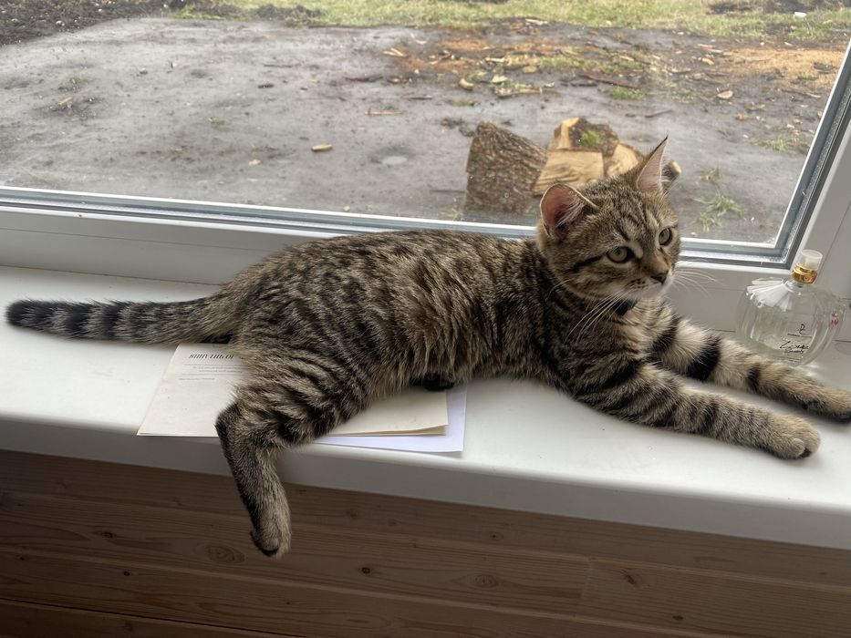 Терміново! Віддам котика