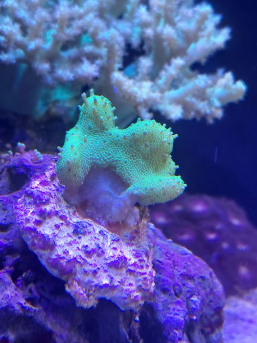 Lobophyton zielony  - szczepka