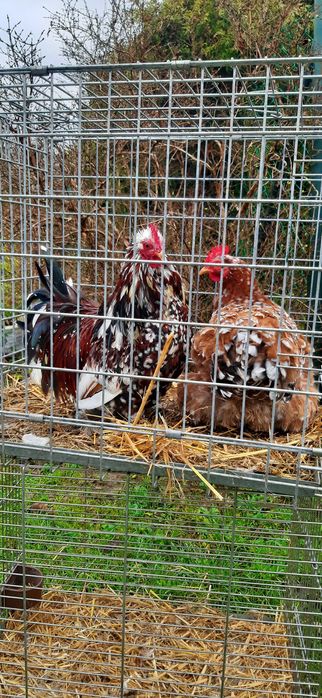 Kochin kochiny miniaturowe 160