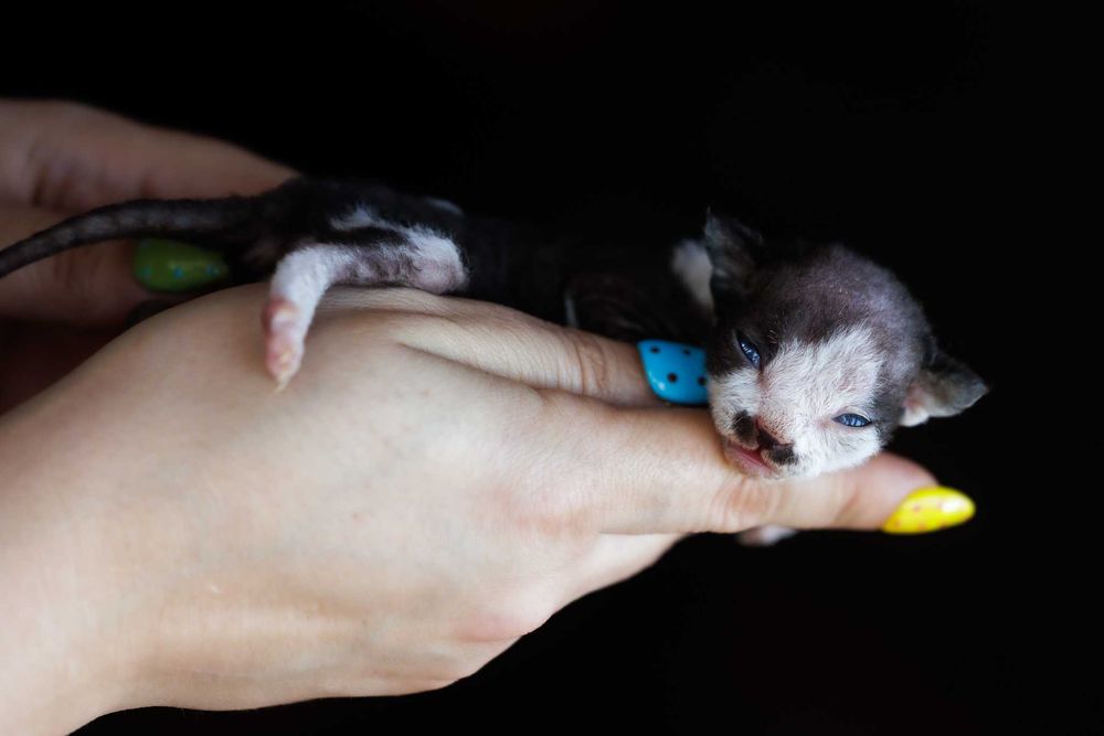 Devon Rex* Kocurek czarny bicolor REZERWACJA