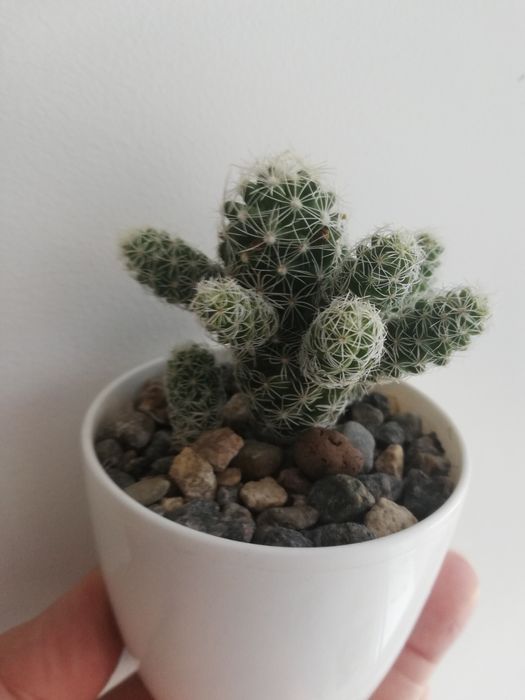 кактус мамілярія