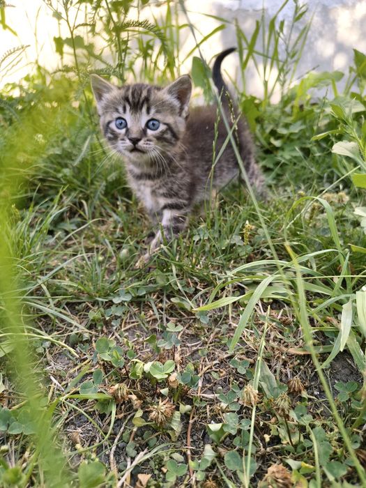 2 котика і 1 киця