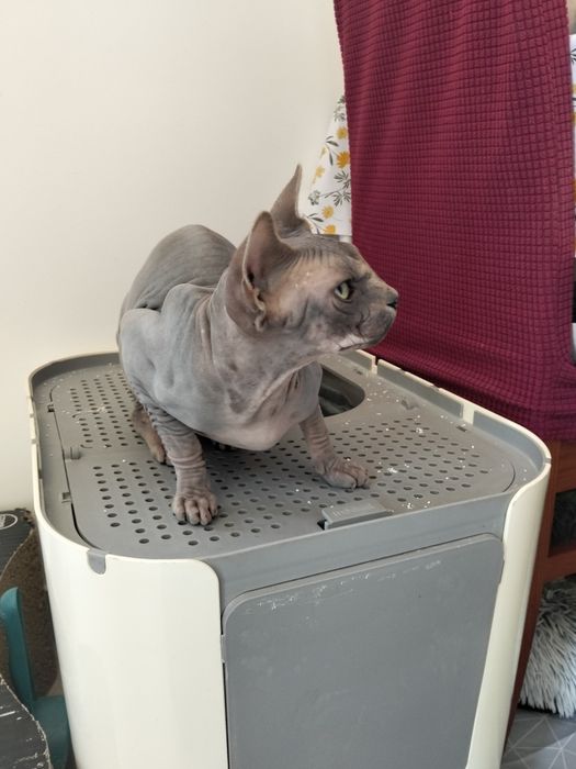 Gatos Sphynx para Venda – Elegância e Personalidade Única!