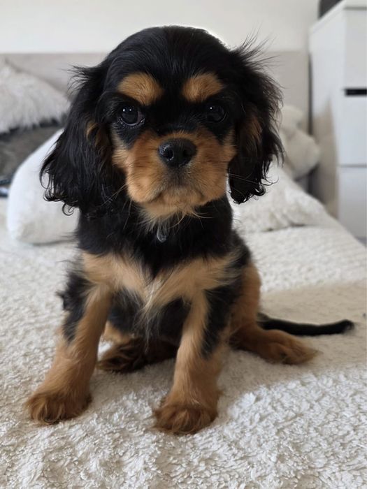 Cavalier King Charles Spaniel - piesek