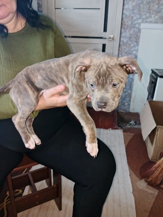 Цуцик пітбуля 2.5 місяці . Хлопчик