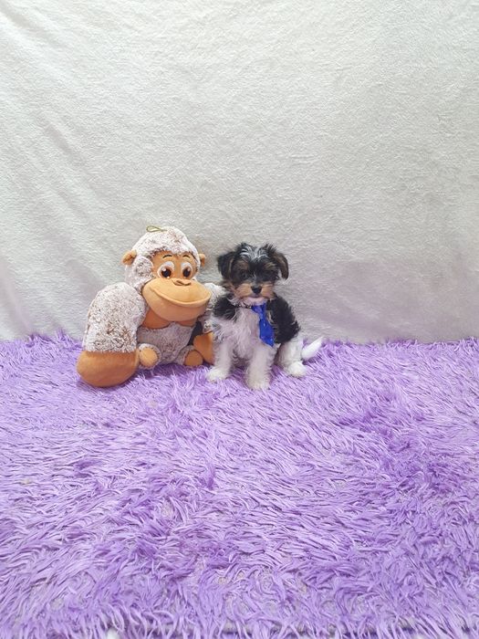 Biewer Terrier Macho