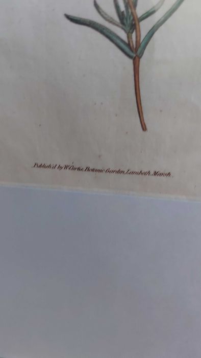 Gravuras de botânica Séc. VIII