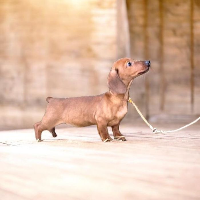 Рудий кріль,принц крові