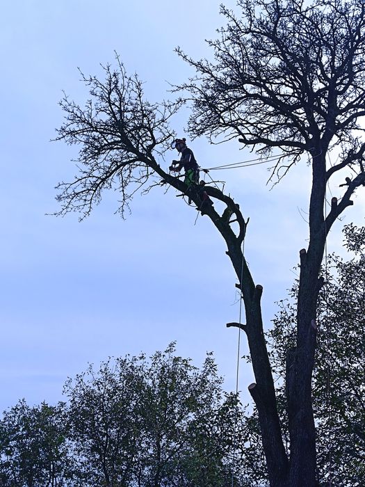 Usługi rębakiem spalinowym Wycinka Drzew