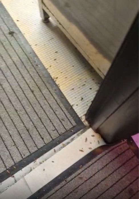 DESINFESTAÇÃO CONTROLO D EPRAGAS PERCEVEJOS BARATAS PULGAS TÉRMITAS