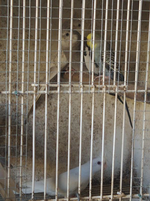 Caturras Face branca, Pérola Canela Face Branca e Albina