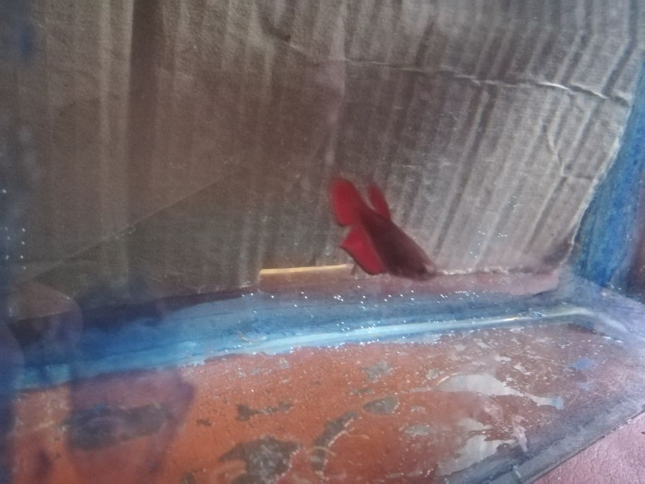 Аквариумные рыбки