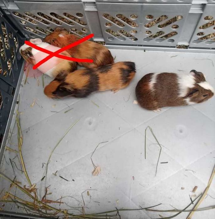 Sprzedam Świnki morskie