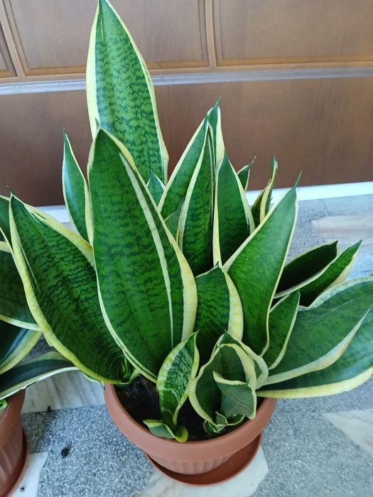 Sensewiera lub wężownica