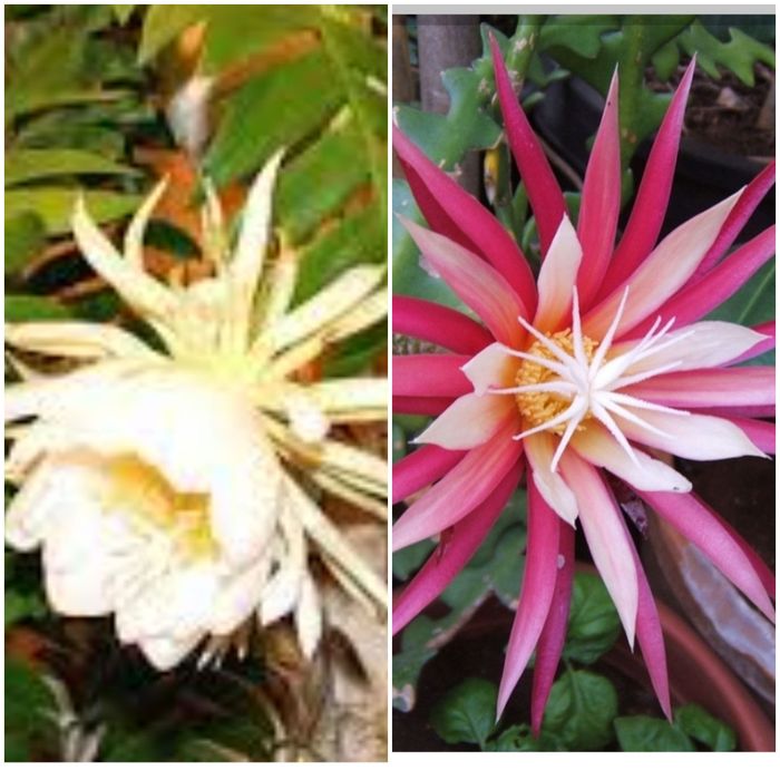 Лесные кактусы - срезы селенцериуса Антония,марниеры