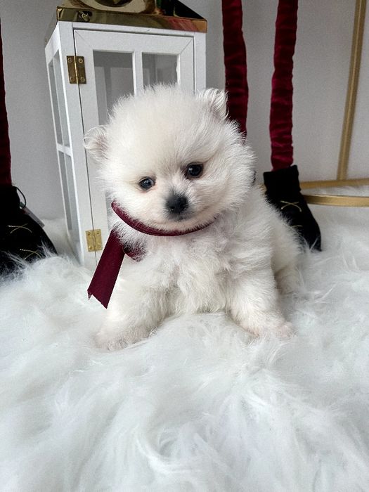 Померанські шпіци  ваш найкращий подарунок літа