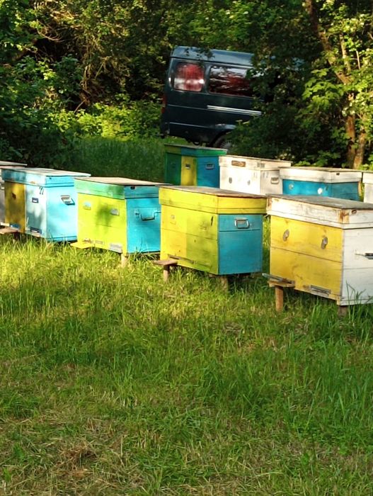 Продам мед акація різнотрав'я з терен Канівського природного заповідни