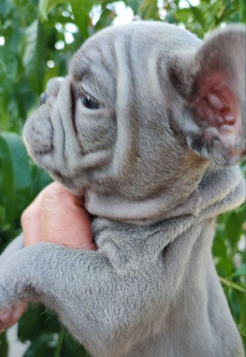 Найкращі цуценята у Харкові