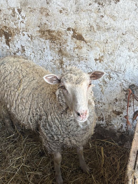 Borrega com 1 ano e meio cruzada de charolesa