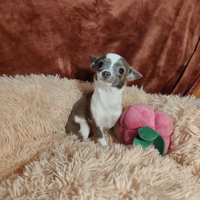 Malutki piesek chihuahua 1.1 kg