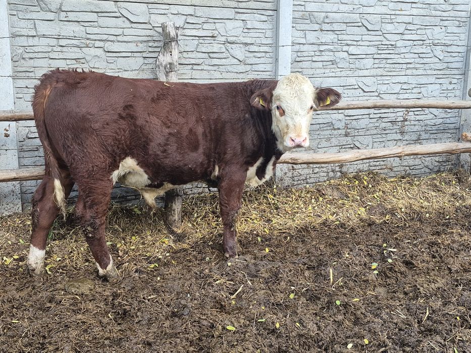 Byczki  Odsadki Hereford 100% Po inseminacji
