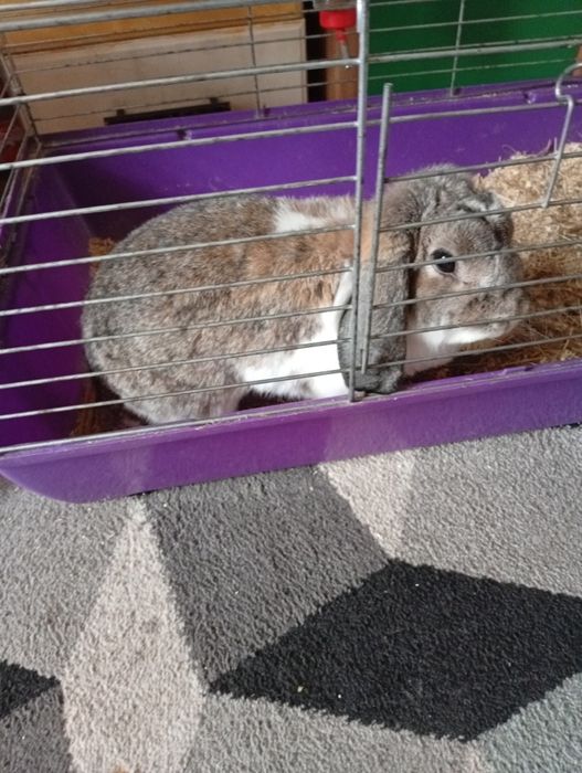 Oddam króliczka rasowego