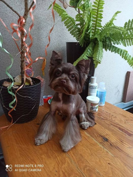 Стрижка собак,котів,котов,грумер,грумінг,без наркозу, з виїздом,выезд