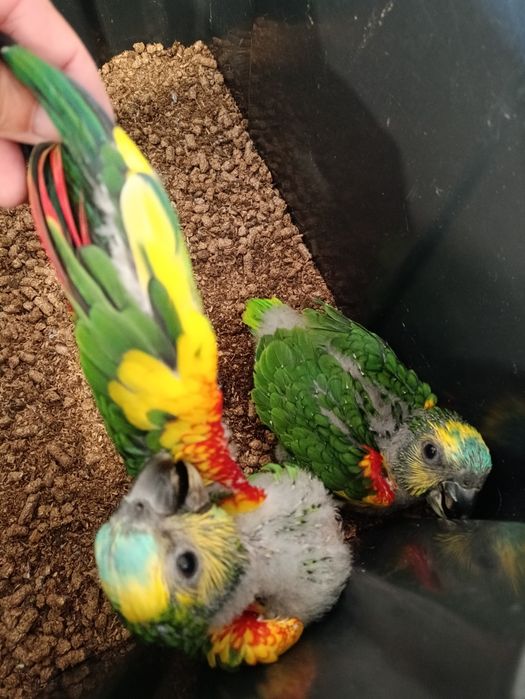 Amazona aestiva bebes