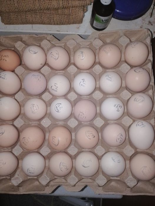 Яйця для інкубації