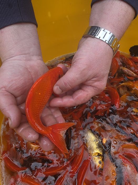 Sandacz karp koi karaś pstrąg jesiotr