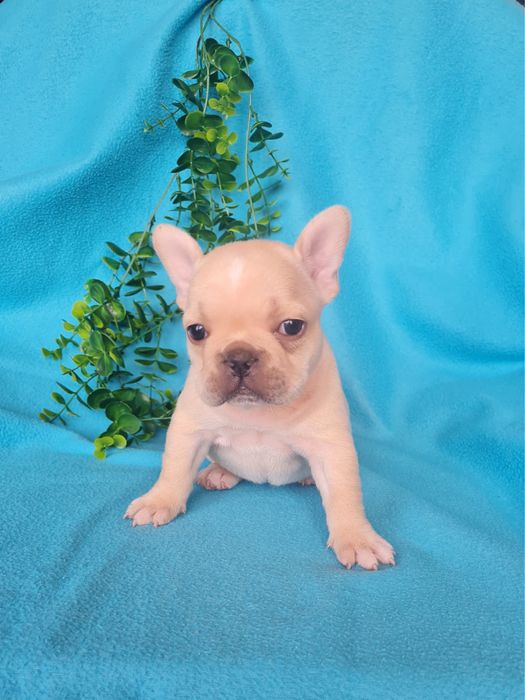 Excelente menina Bulldog/Bouledogue Francês de Qualidade