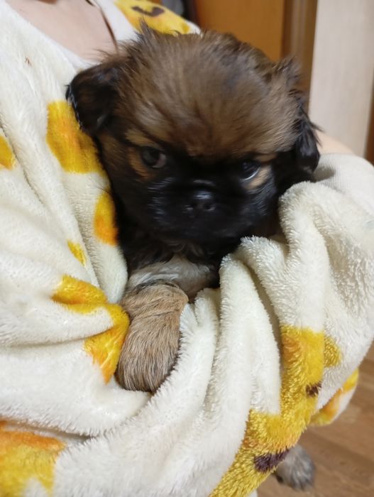 Королівські чистокровні пекінесочки