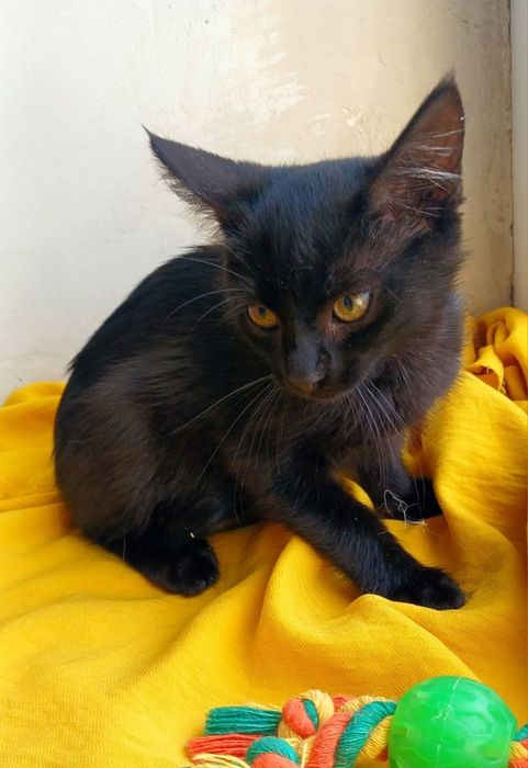 в добрые руки котенок. Котята ищут дом