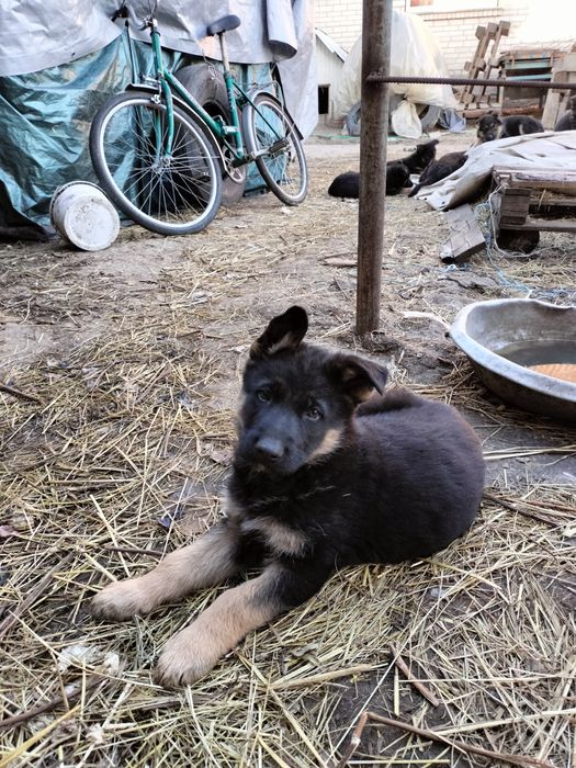 Німецька вівчарка