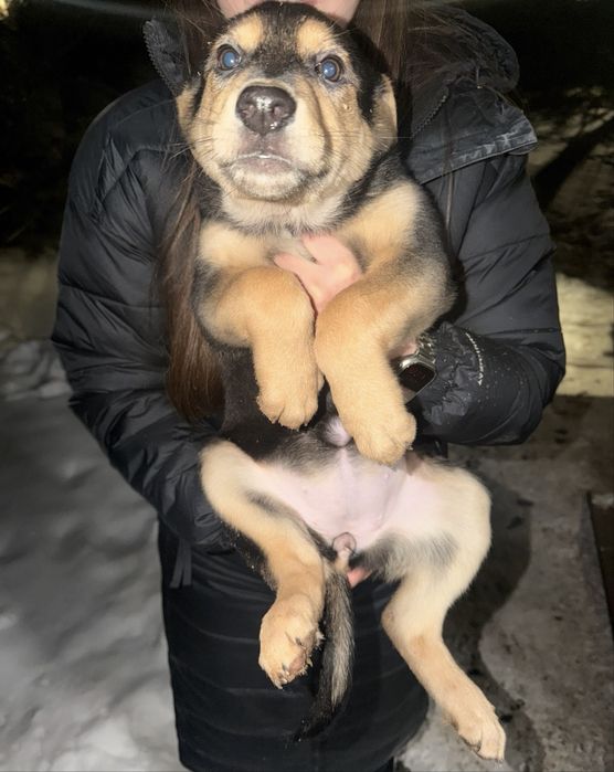 Дуже потрибна допомога щенкам