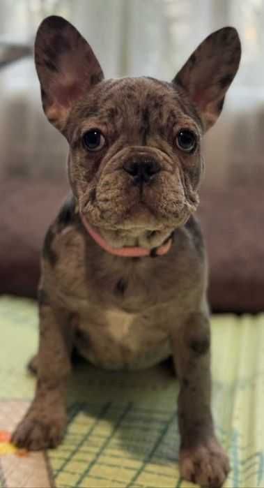 Французская девочка. Merle.