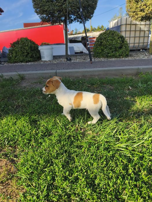 Jack Russell Terrier