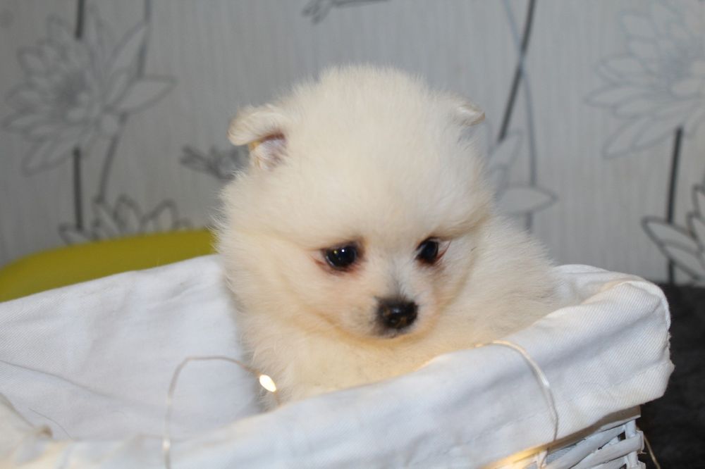 Супер міні шпіцулі