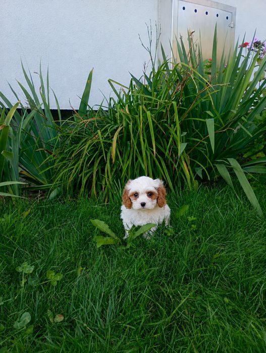 Cavapoo  śliczne