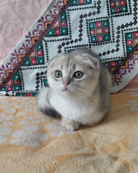 Шотландский вислоухий котик в окрасе голубое золото ау11