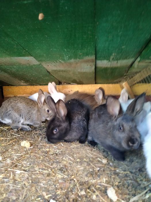 Кролики різного віку