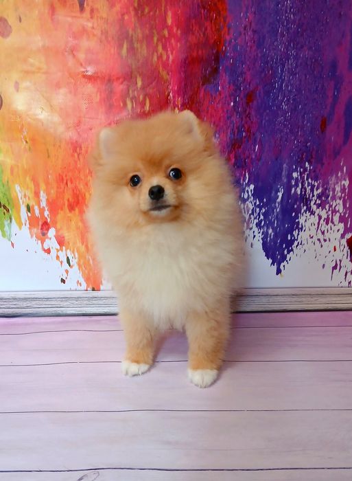 Хлопчик повністю щепленний