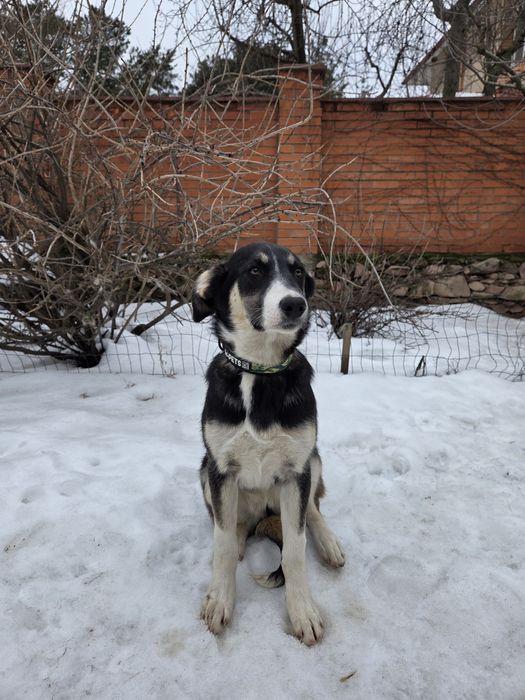 Герда, ніжна красуня, слухняна, найкраща!