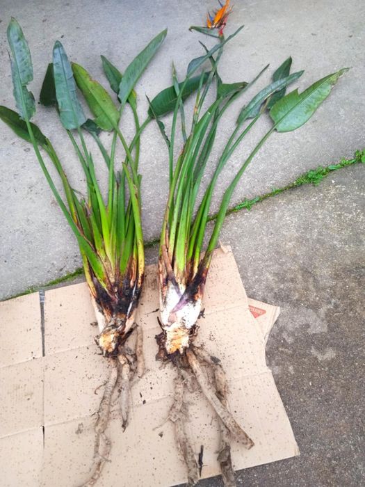 Vendo estrelicias com raiz para transplantar