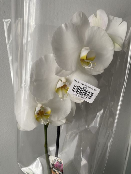 Орхідея фаленопсис вазони живі квіти