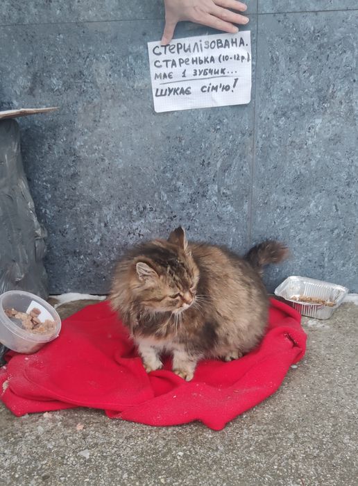 Кішка в добрі руки