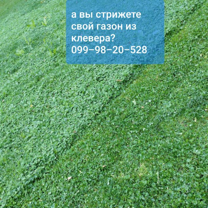 микро Клевер белый 10г Пиполина Дания семена орігінал цветы газон