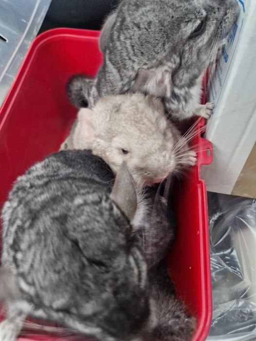 Chinchilla шиншила szynszyl beżowy kremowy i 2 standard siwe srebrne
C