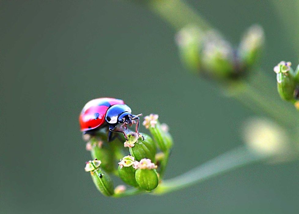 canon 2000D nova na caixa com fatura e na garantia