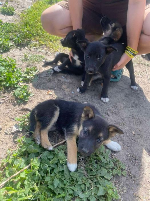 Цуценята сиріти шукають родини